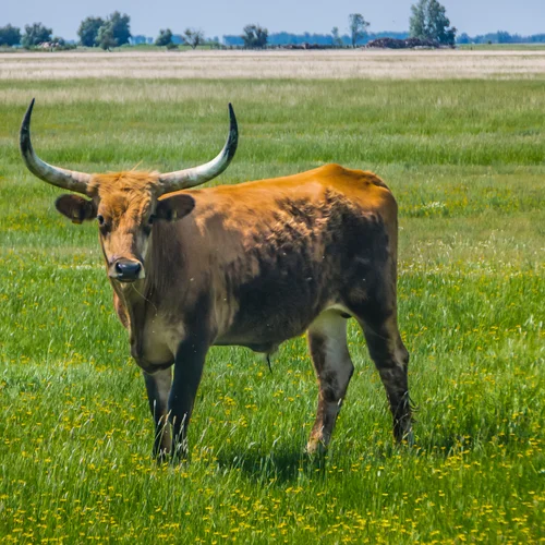 Rezervácia Byvolov – Kápolnapuszta