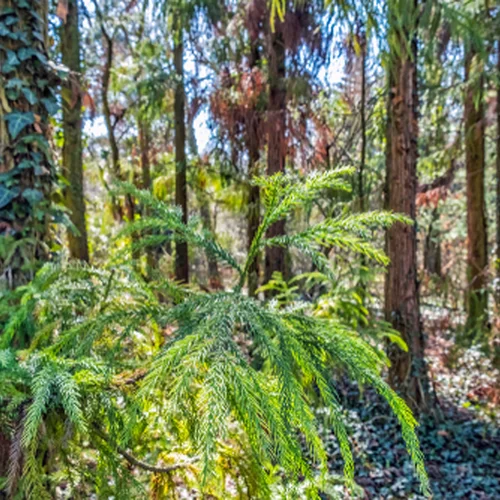 Arborétum Kysihýbel / Feistmantelova záhrada