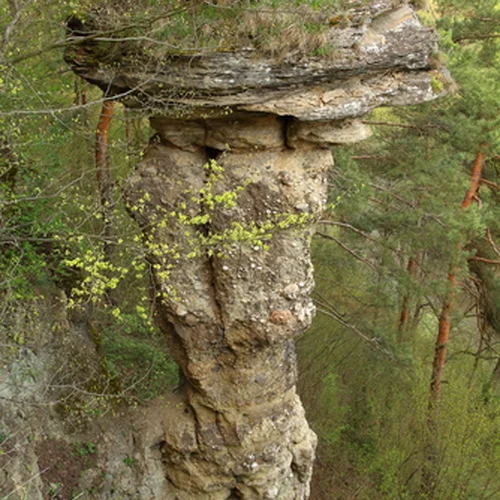 Markušovský skalný hríb