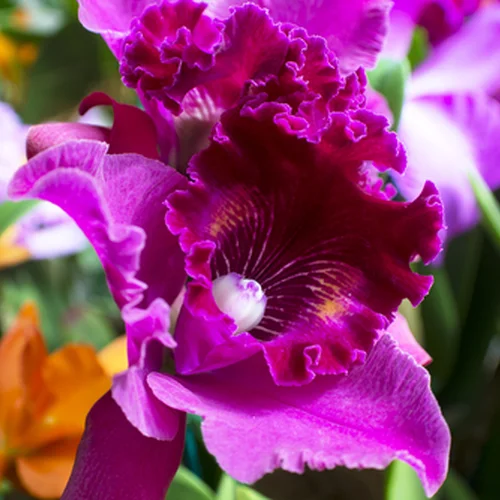 Botanická záhrada v Nitre