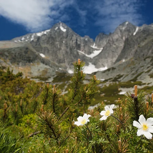 Múzeum Tatranského národného parku Tatranská Lomnica