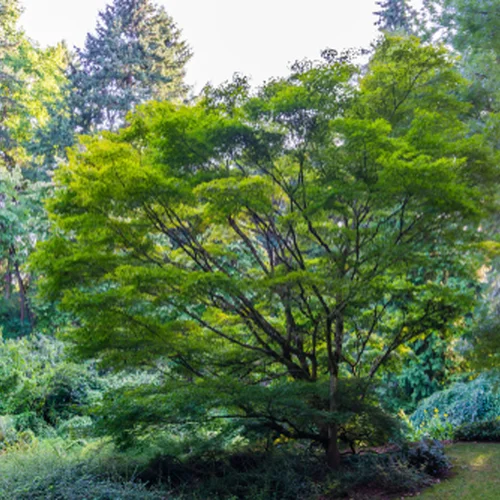 Hrádocké arborétum