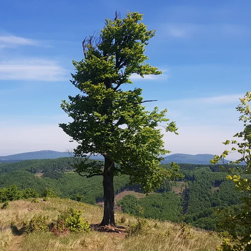 Výstup na vrchol Skalnatá