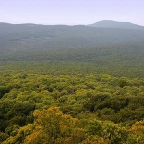 Chránený areál Jelenská gaštanica