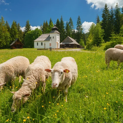 Múzeum kysuckej dediny - Skanzen Vychylovka