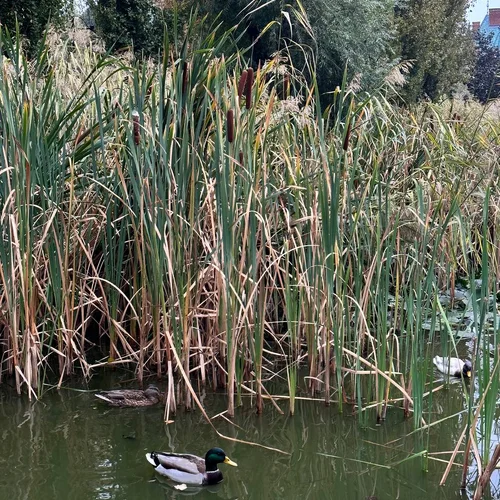 Jazierko v Mestskom parku