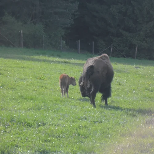 Bizoní obora u Veclova