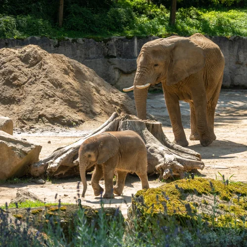 Zoo Lešná