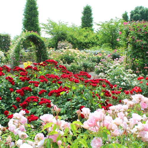Arborétum Borová hora