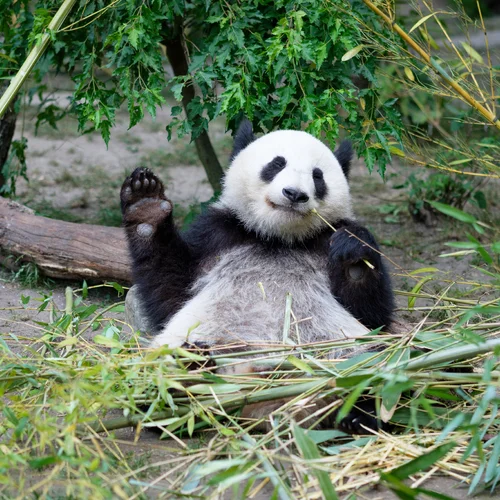 ZOO Viedeň