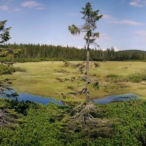 Černohorská rašelina
