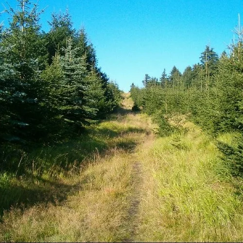 Vrchol Lesný (Slavkovský les)