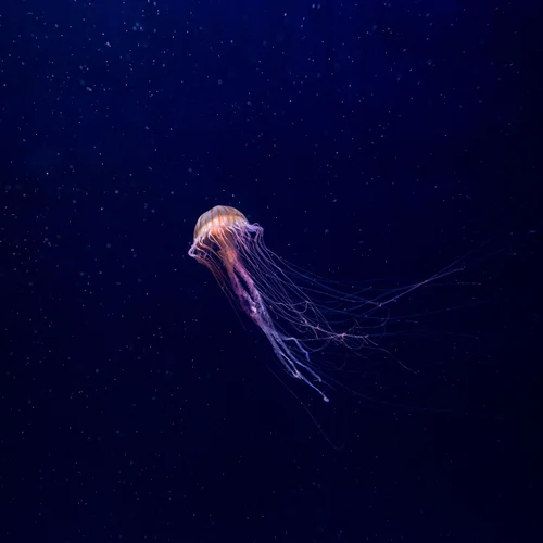Gardaland SEA LIFE Aquarium
