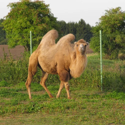 Zoo park Stěžery