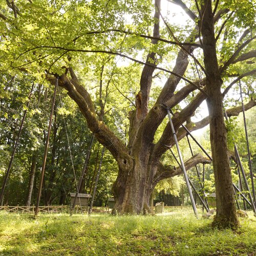 Nejstarší duby v Polsku