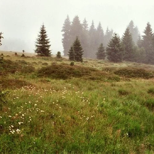 Horskokvildské slatě