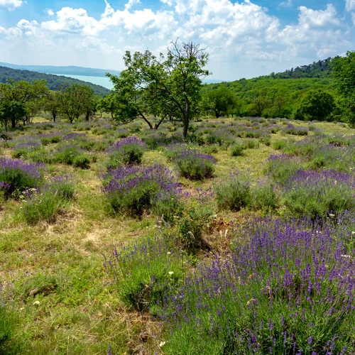 Levanduľové polia na Tihany