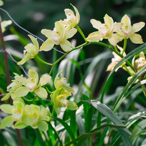 Botanická záhrada v Bratislave