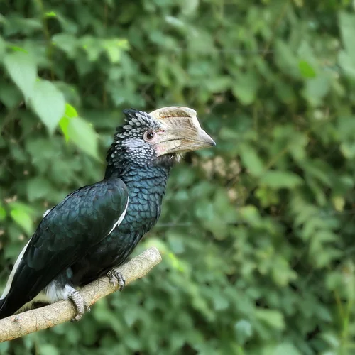 ZOO Debrecen