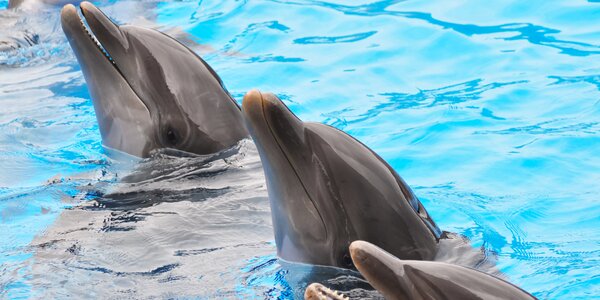 Jednodenní výlet 
do Norimberku: zoo a delfinárium