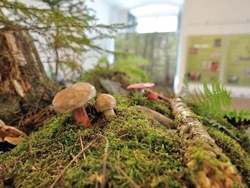 Živé houby v muzeu