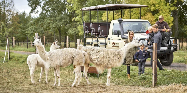 Procházka po Safari Resortu a 30 min. mazlení s lamou až pro 4 osoby