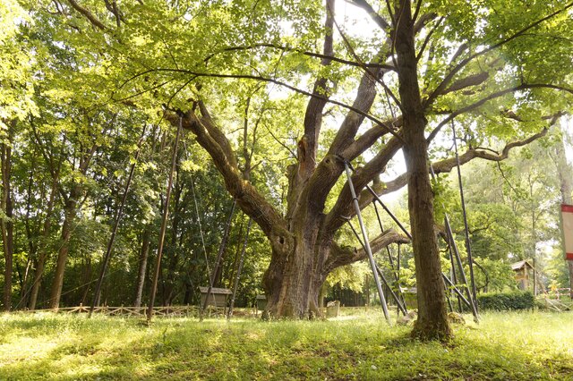 Nejstarší duby v Polsku
