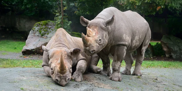 Víkendový zájazd do Česka: Zažite Safari v ZOO Dvůr Králové