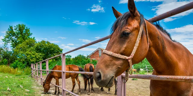 Ubytování na farmě: 10 tipů na pobyty se zvířátky, kde si báječně odpočinete