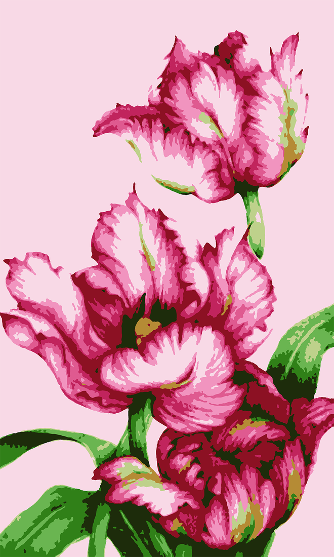 Růžové tulipány