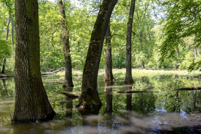Découvrez la nature unique des forêts des plaines inondables au confluent des rivières Morava et Dyje.