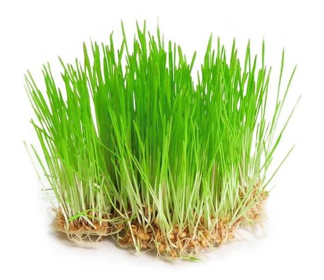 Mladý ječmen – semena na klíčky, 30 g
