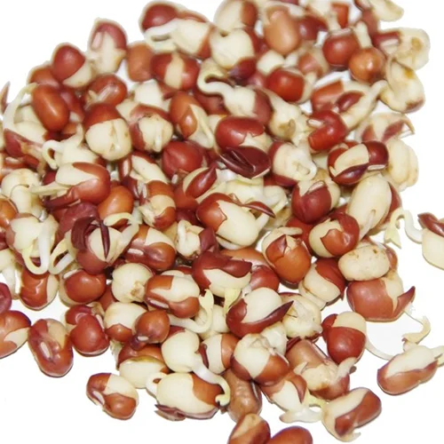 Fazole adzuki – semena na klíčky, 50 g