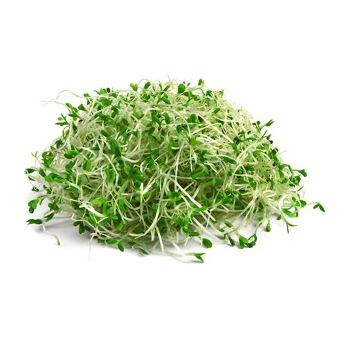 Vojtěška (lucerna setá) – semena na klíčky, 20 g