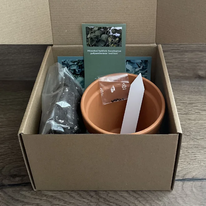 Pěstební balíček – Eucalyptus polyanthemos, Red box