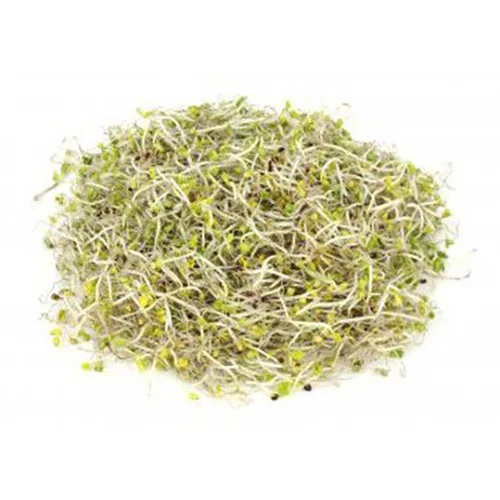Brokolice – semena na klíčky, 10 g