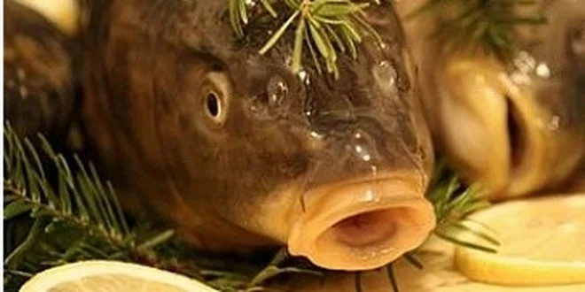 Tradiční český vánoční kapr - kapr z Třeboně