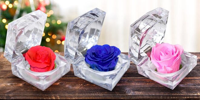Nesmrtelný květ růže v dárkové akrylové krabičce