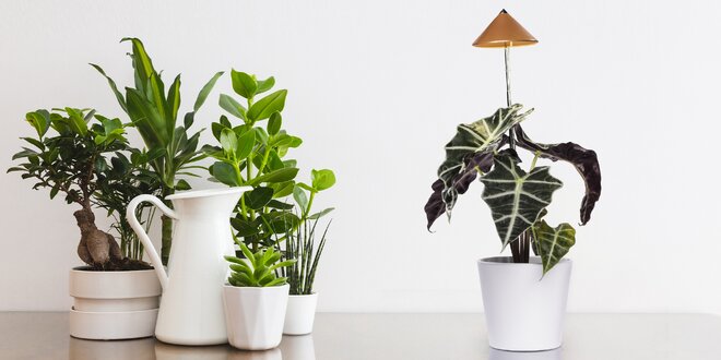 Sunlite: lampička pro krásu i vitalitu vašich rostlin