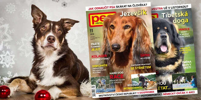 Roční předplatné časopisu Pes přítel člověka
