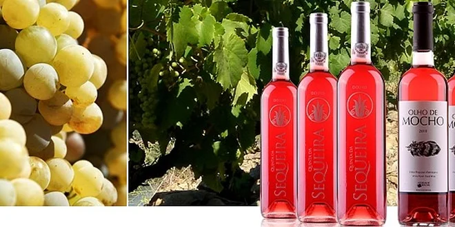 Prodlužte si léto se sadou šesti portugalských rosé