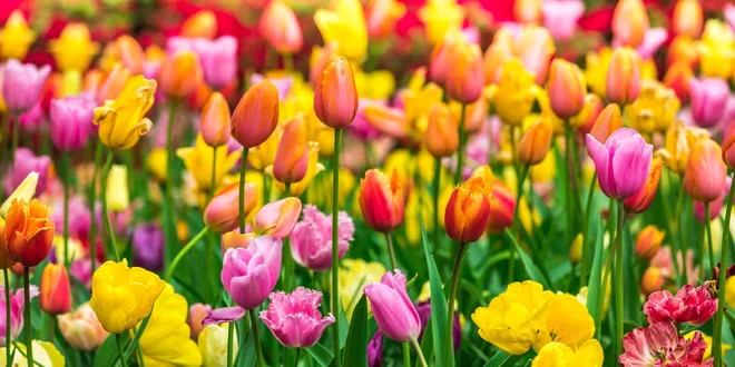Mix cibulek tulipánů z Holandska k zasazení