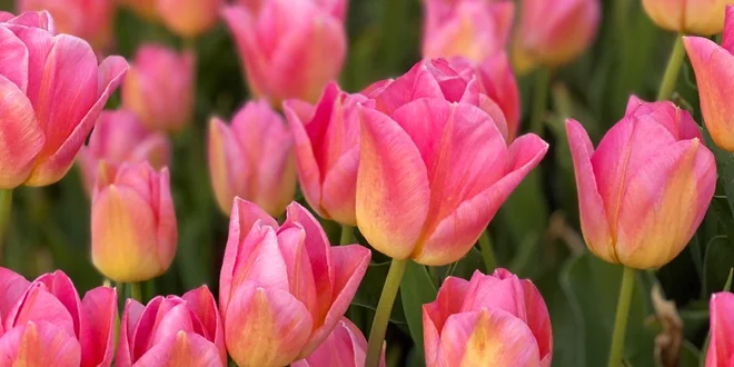 Mix cibulek tulipánů z Holandska k zasazení