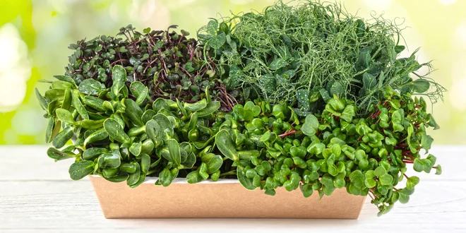 Microgreens nabité vitamíny: ředkev, hrášek i mix