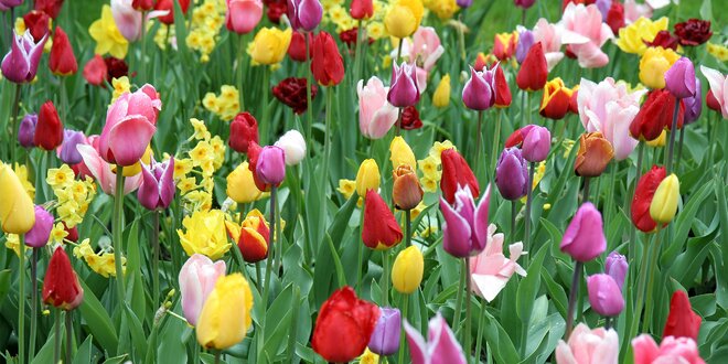 Cibulky tulipánů, narcisů i krokusů a hyacintů