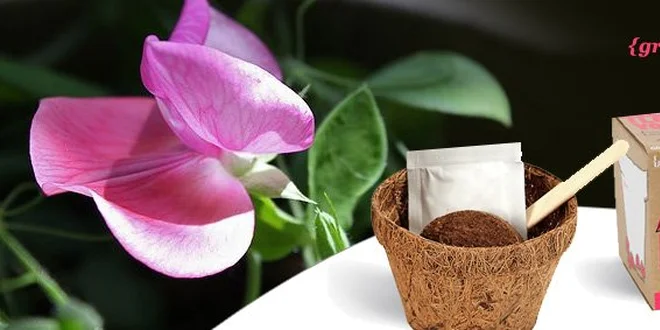 74 Kč za Grow me rostlinku dle vlastního výběru v hodnotě 149 Kč. SLEVA 50%