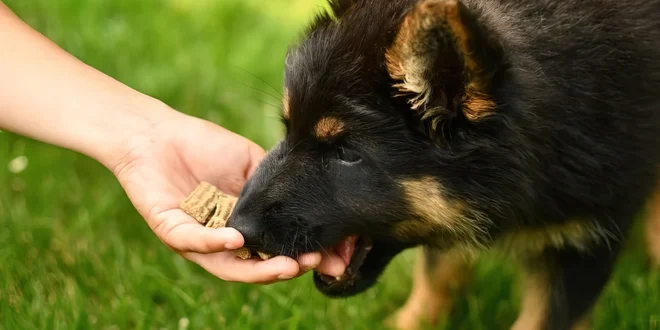 Pamlsky i doplňky pro psy s nutričním omezením