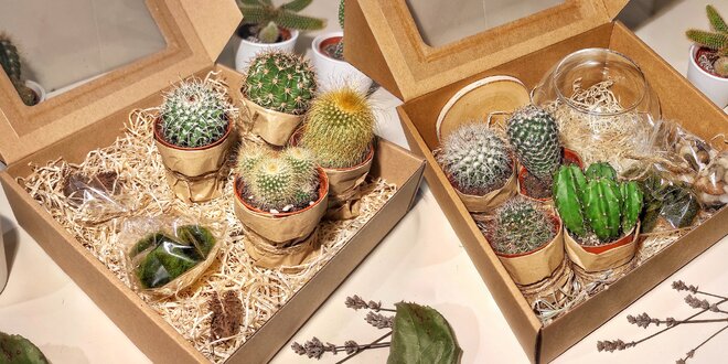 Balíčky plné rostlin: kaktusy a řasokoule