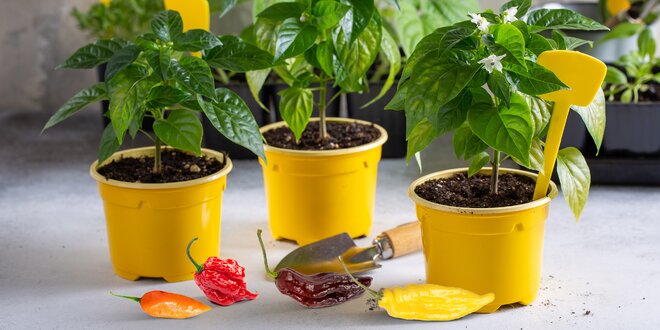 Předprodej sazenic chilli papriček a pěstební substráty