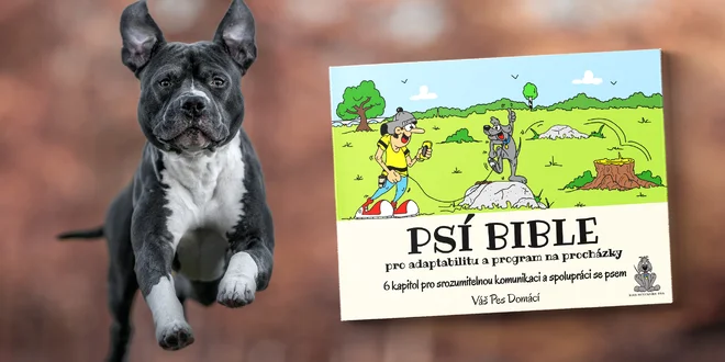 PDF Psí bible: pro adaptabilitu a program na procházky